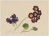 TvB T 332
          <br/>
          Plantstudie met aurikels
          <br/>
          <em>Os, Georgius Jacobus Johannes van (1782-1861)</em>